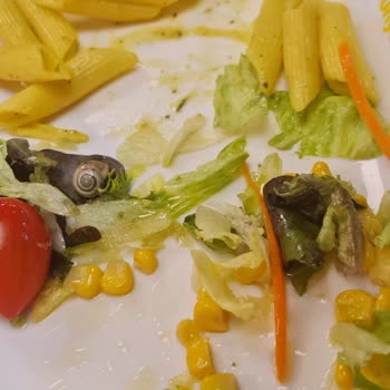 Tavuk Dünyası 17 Burda Avm Şubesinde Salyangozlu Salata Ve Ali Nazikli Tavuk