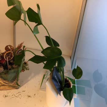 Çiçek Sepeti'nde Orijinalliği Şüpheli Çiçek!