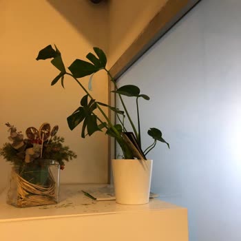 Çiçek Sepeti'nde Orijinalliği Şüpheli Çiçek!