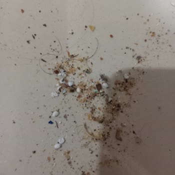 Altın Halı Yıkama Halımı Daha Pis Bir Şekilde Geri Getirdi