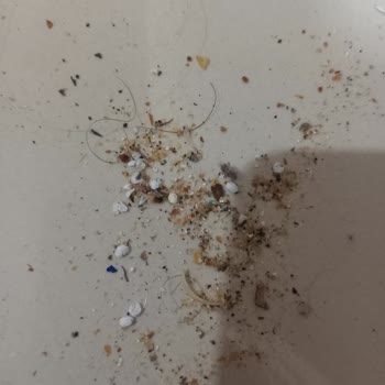 Altın Halı Yıkama Fahiş Fiyat Temizlik Yok