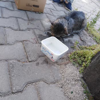 Alo 153 Hayvan Ambulansı 3'de Araba Çarpan Kediye 17:20'de Müdahale Etmeye Geldiler.