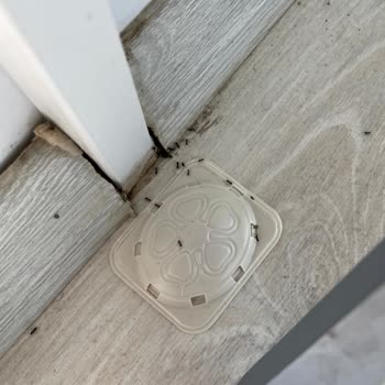 Eczacıbaşı Detan Karınca Kovucu İşe Yaramıyor!