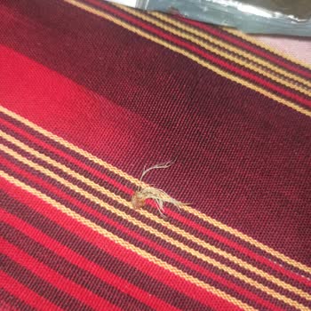 Lays Patates Cipsi İçinde Böcek Çıktı