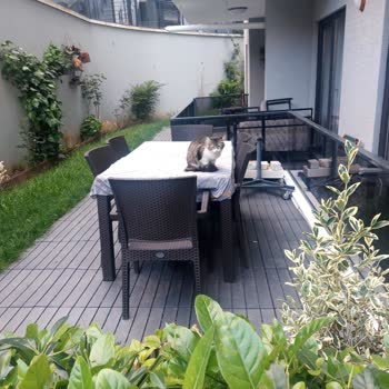 Mudanya Belediyesi Barınağa Kedilerin Taşınması