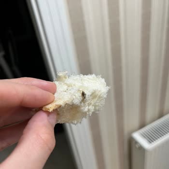 Çamaltı Pastanesi (Keçiören) Ekmekten Böcek Çıktı