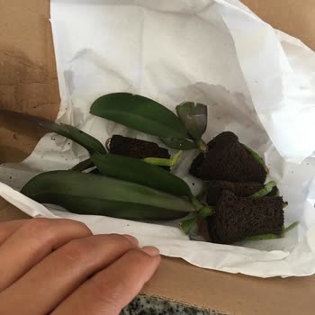 Mühendis Hanım Çiçekçilik Zarar Görmüş Orkideler