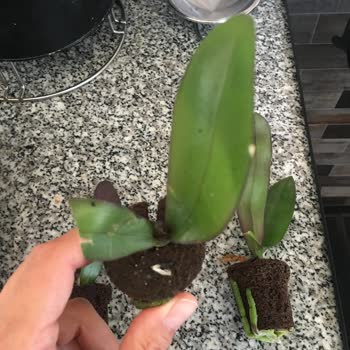 Mühendis Hanım Çiçekçilik Zarar Görmüş Orkideler