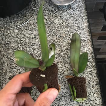 Mühendis Hanım Çiçekçilik Zarar Görmüş Orkideler