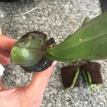 Mühendis Hanım Çiçekçilik Zarar Görmüş Orkideler