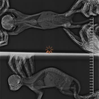 Biome Veteriner Polikliniği Veterinerin İş Bilmemezliği, Yanlış Teşhis