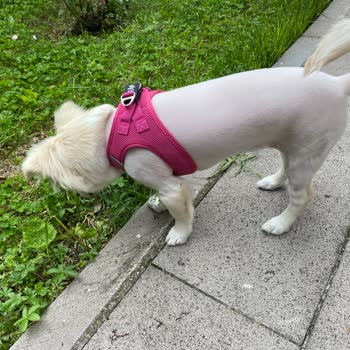 Etlik Veteriner Kliniği Köpek Tıraşı Skandalı