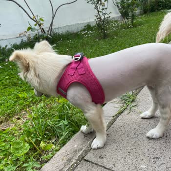 Etlik Veteriner Kliniği Köpek Tıraşı Skandalı