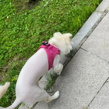 Etlik Veteriner Kliniği Köpek Tıraşı Skandalı