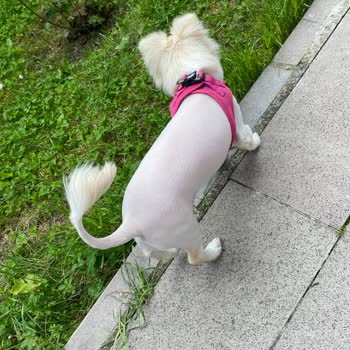 Etlik Veteriner Kliniği Köpek Tıraşı Skandalı