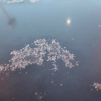 Renault Araç Tavan Vernik Soyulması