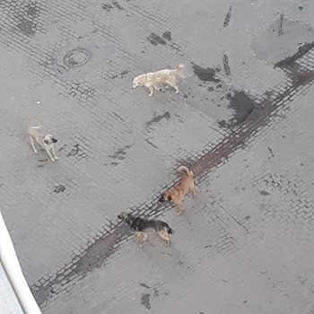 İncirliova Belediyesi Köpeklerden Korkuyorum