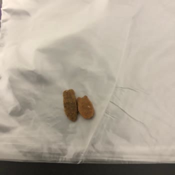 Felicia Pet Food Felicia Mama İçeriği Değişimi