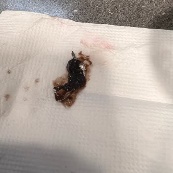 Burger King Suflede Demir Çıkması