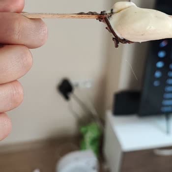 Magnum Dondurmanın İçinden Kıl Çıktı