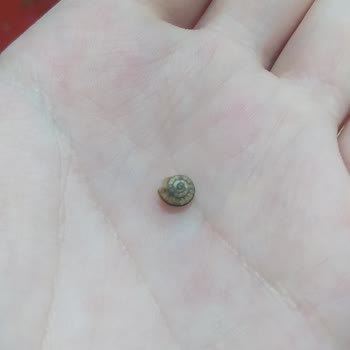 File Market Mantıdan Salyangoz Çıktı