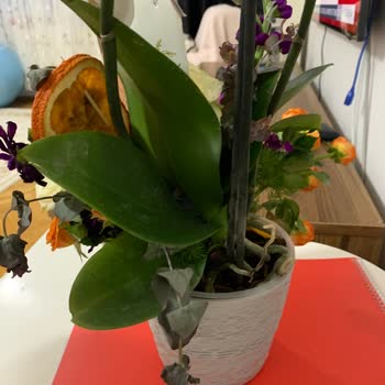 Taze Çiçek (tazecicek.com) Siparişimde Sorun Yaşadım