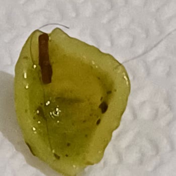 Veronelli Makarnadan Kıl Çıktı