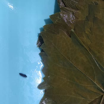 Çeşme Gürmar Aldığım Üründe Fare Dışkısı Çıktı