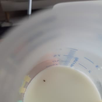 Nutricia Aptamil Mama Da Böcek