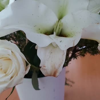 ÇiçekSepeti Solmuş Çürümüş Çiçekler