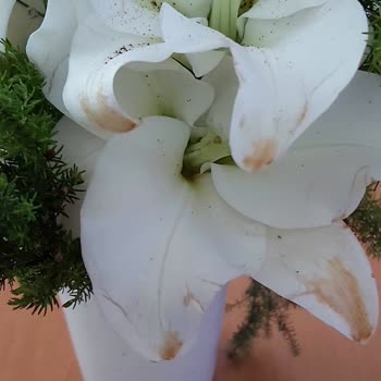 ÇiçekSepeti Solmuş Çürümüş Çiçekler