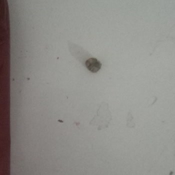 Cipsten Çıkan Fare Dışkısı Marka BİM'in Party Markası