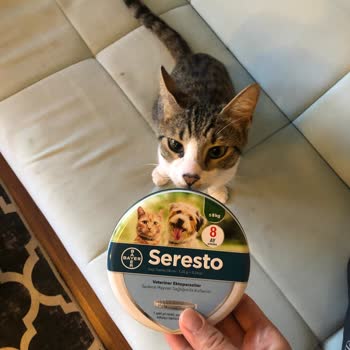 Bayer Pire Tasması Zararlı Olabilir