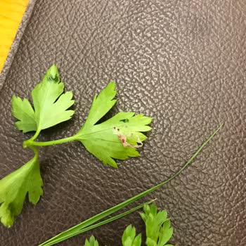 Diyarbakır Ocakbaşı Palace (Samsun Atakum) Hijyen Ve Müşteri Memnuniyeti Sıfır!