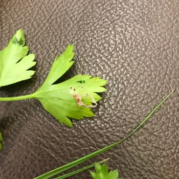 Diyarbakır Ocakbaşı Palace (Samsun Atakum) Hijyen Ve Müşteri Memnuniyeti Sıfır!