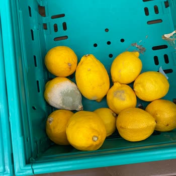 Şok Marketler Bozuk Limon Satışı!