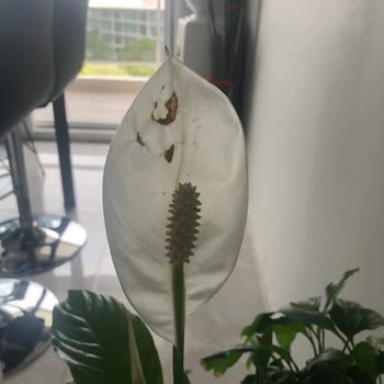 Çiçek Sepeti Online Sipariş / Çürük Çiçek