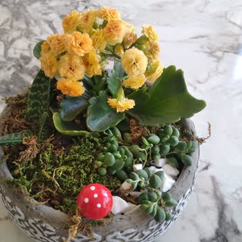 ÇiçekSepeti Kasten Farklı Ürün Göndererek Mağduriyet!