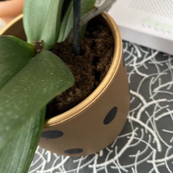 Çiçek Sepeti Kötü Gelen Ürün