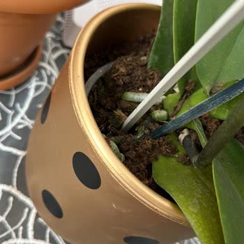 Çiçek Sepeti Kötü Gelen Ürün