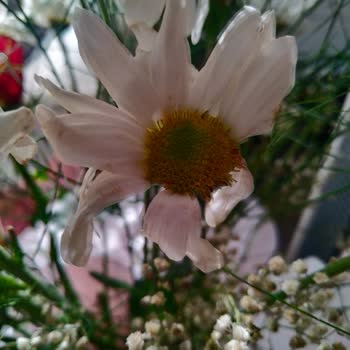 Şile Çiçek.com Çöplerden Buket Satıyor