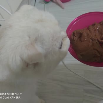 Dardanel Jazzy Yaş Kedi Maması Ton Balıklı 400gr