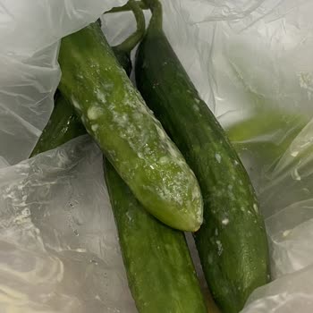 Siemens Ev Aletleri Buzdolabı Pişmanlığı