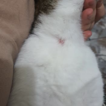 Bayer Elenco Seresto Tasmaları Kedilerimin Boyunlarında Yara Yaptı