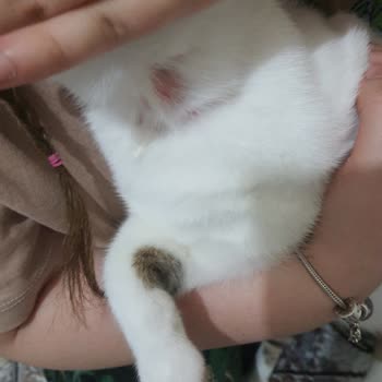 Bayer Elenco Seresto Tasmaları Kedilerimin Boyunlarında Yara Yaptı