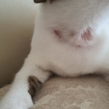 Bayer Elenco Seresto Tasmaları Kedilerimin Boyunlarında Yara Yaptı