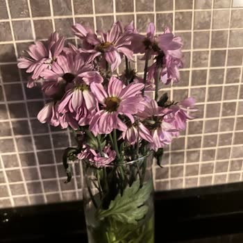 Çiçek Sepeti Çürük Çiçek Teslimi