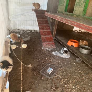 Bayrampaşa Belediyesi Adapark Kedi Köşkü