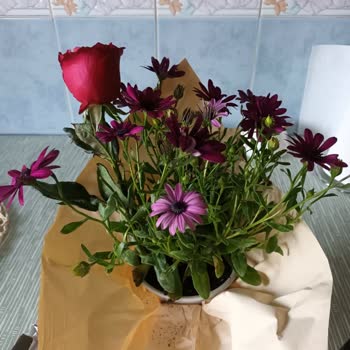 Konyacicekci.net İşlerine Saygıları Yok