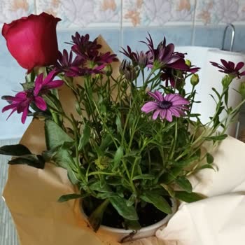 Konyacicekci.net İşlerine Saygıları Yok